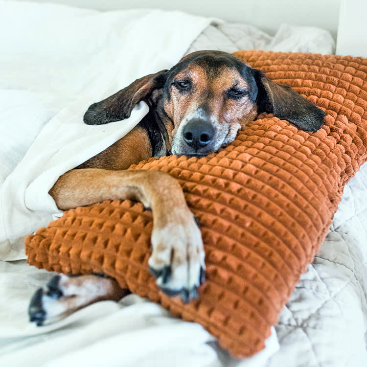 a picture of a big dog tucked up in bed on an orange pillow
