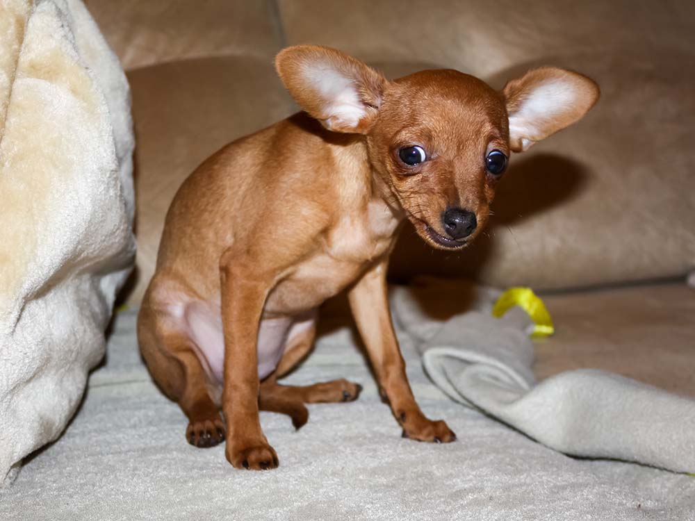 Canine Vertigo is Treatable but Scary to Witness · The Wildest