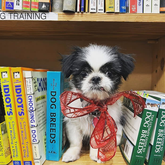 dog sitting on bookshelf with red ribbon tied to collar