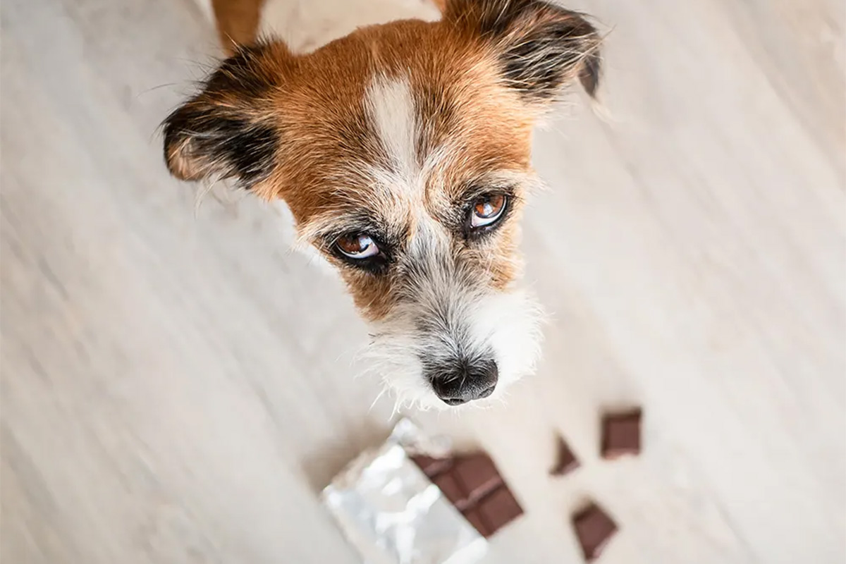 dog surrounded by chocolate