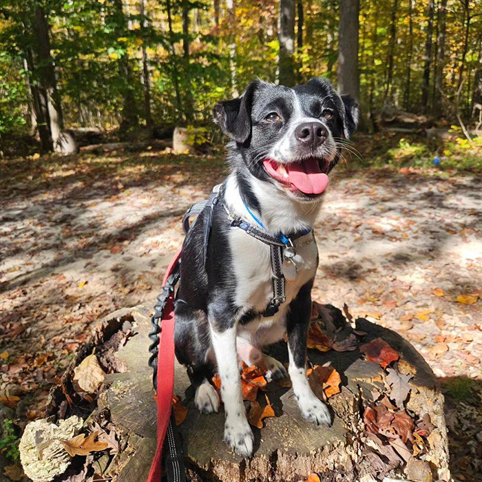 black-and-white dog on a hike