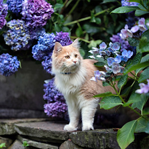 a cat peaking out from some hydrangeas
