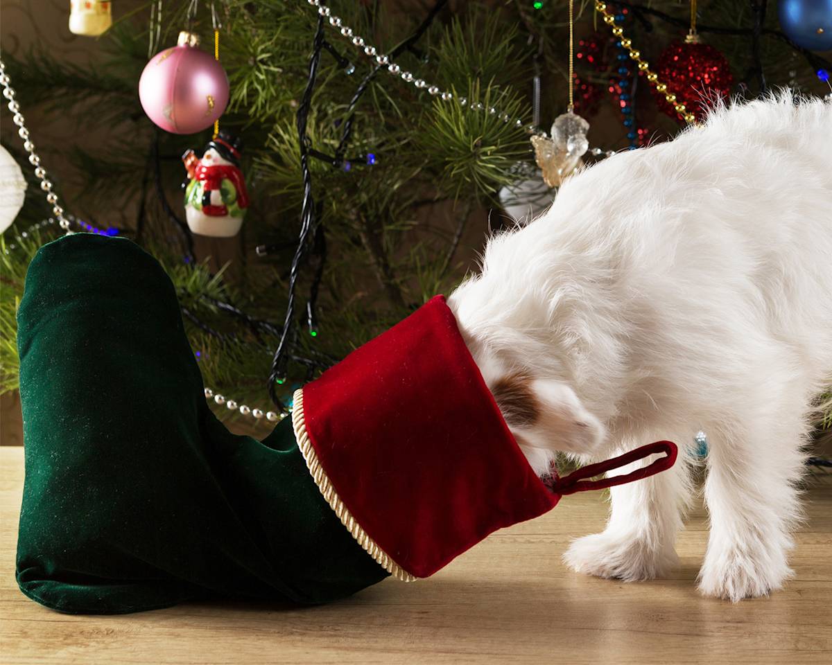 White dog with head in christmas stocking