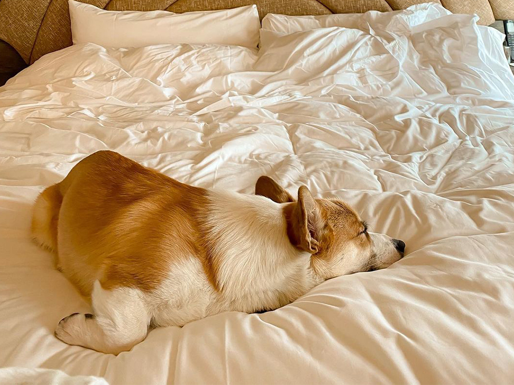 Minna Lee's corgi