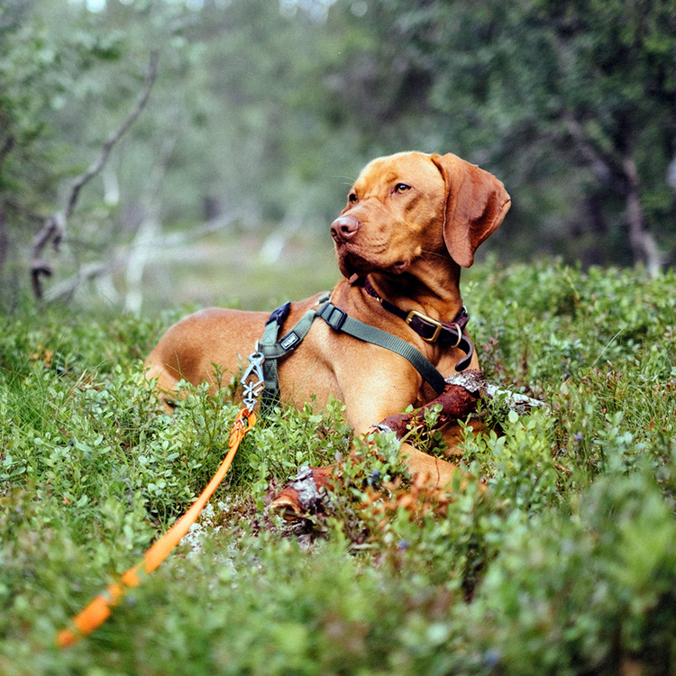 dog wearing a harness and leash lying down in a field