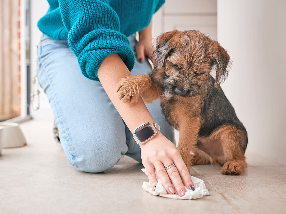 Woman cleaning up a mess with her small puppy watching.