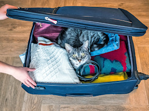 Cat sitting in a suitcase at home.