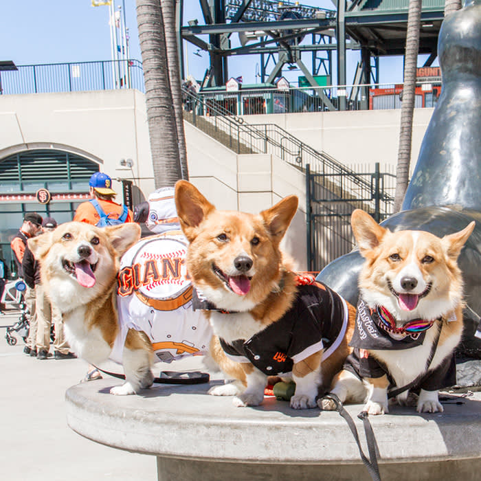 three dog at a San Francisco Giants game