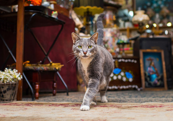 Gray cat walking through an antique shop