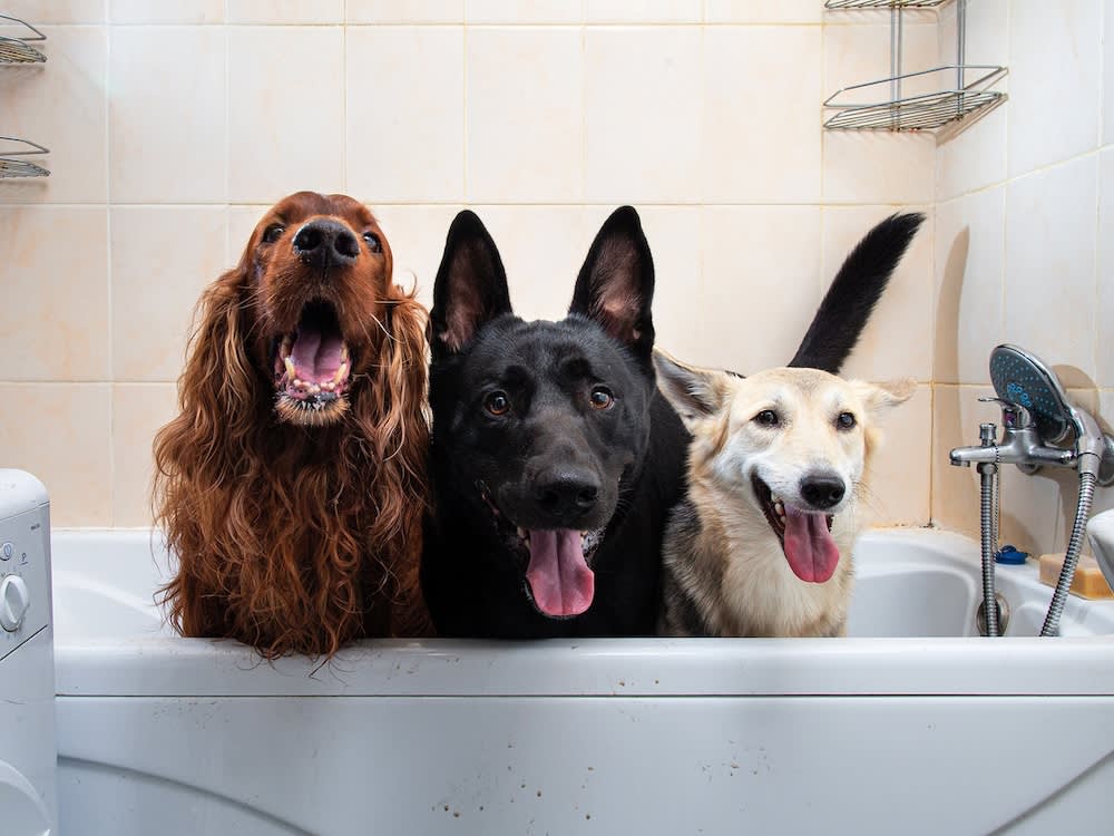 three dogs in a bath looking at a camera