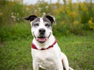 senior dog with arthritis happily sitting on the grass