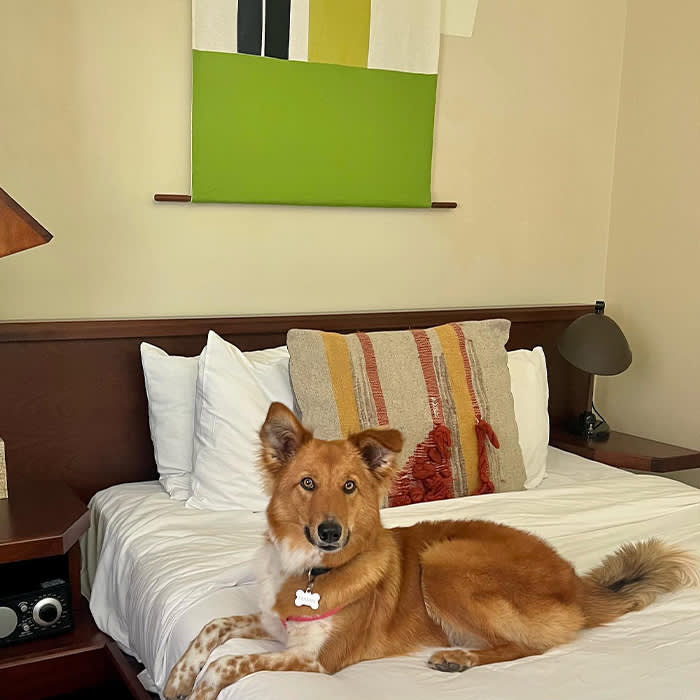 a large orange dog on a bed at the Freehand Hotel