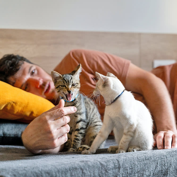 Man playing with his two kittens in bed.