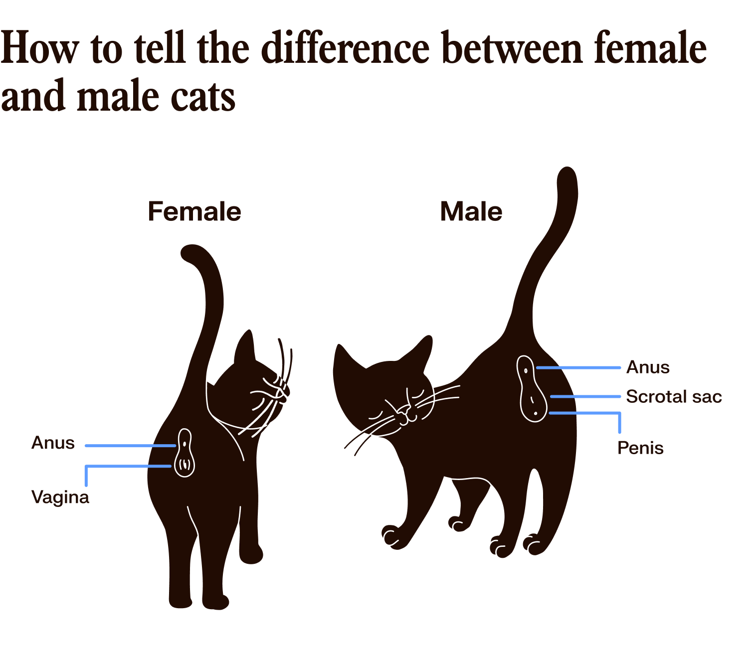 a chart that shows the anatomical differences between male and female cats