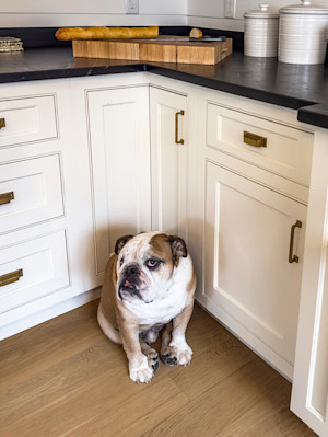 Guilty looking Bulldog at home in the kitchen.