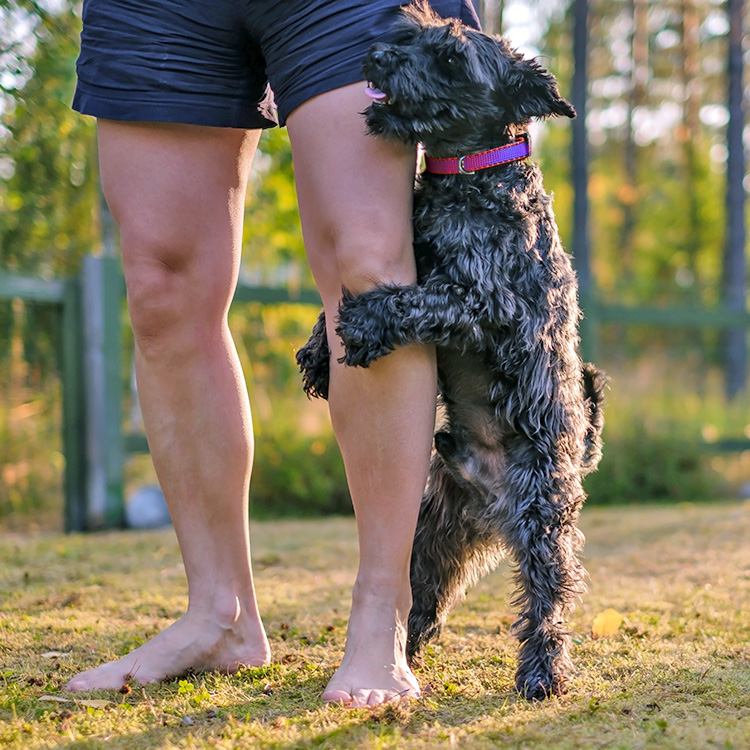 Dog humping a man outside.