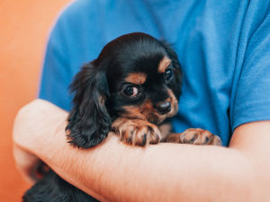 A man in a blue t-shirt holding a super cute puppy against an orange background