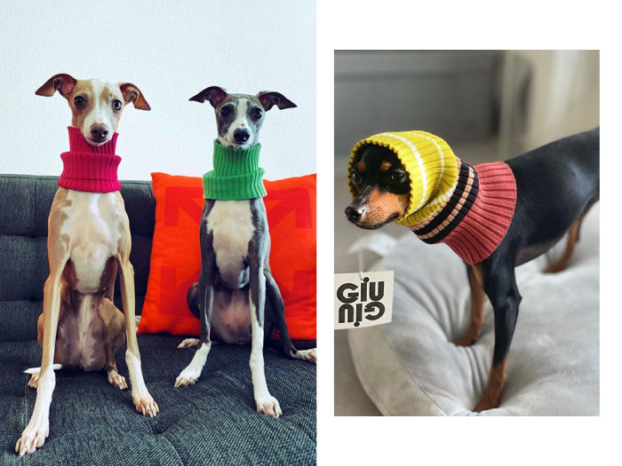 dogs wearing giu giu sweaters 