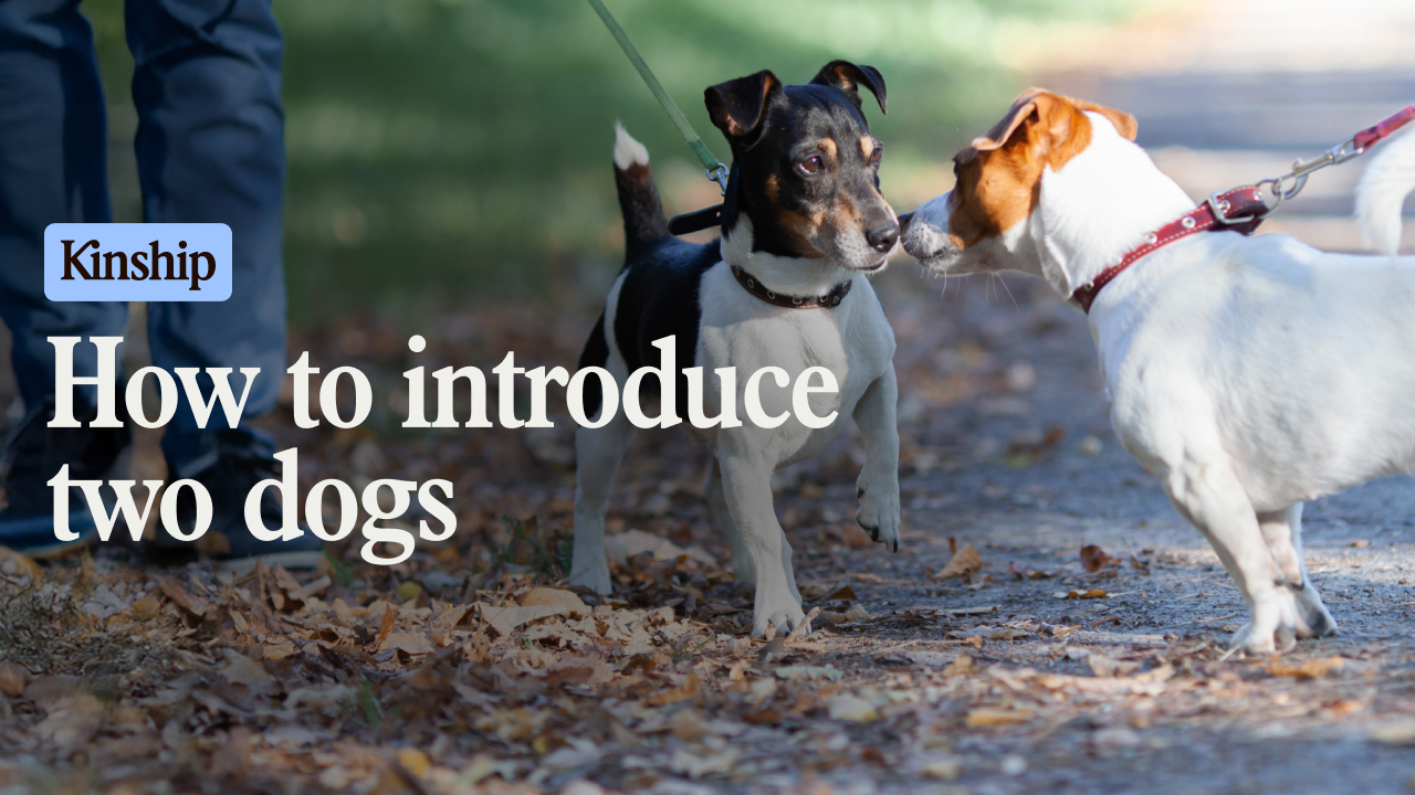 4 Tips for Introducing Dogs the Right Way · Kinship - Introducing Dogs To Changes In Walls