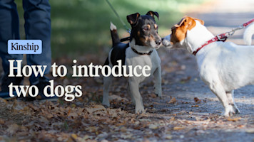 4 Tips for Introducing Dogs the Right Way