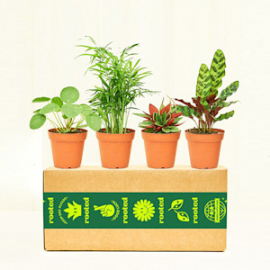 rooted cat pet friendly plant