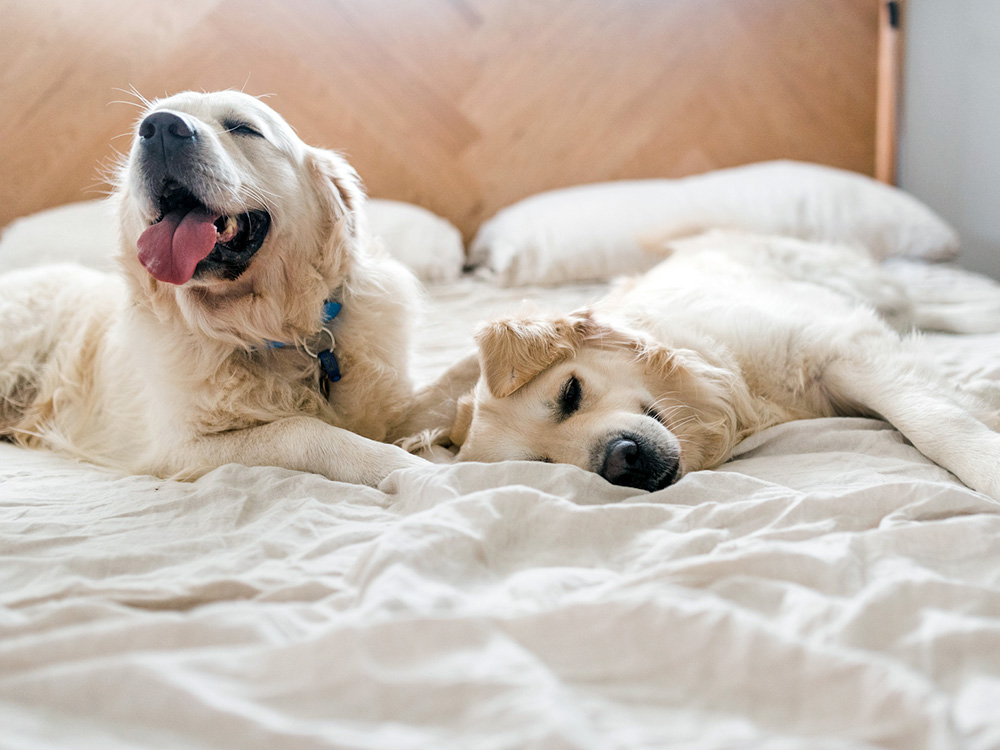 Two dogs lie on a bed, yawning.