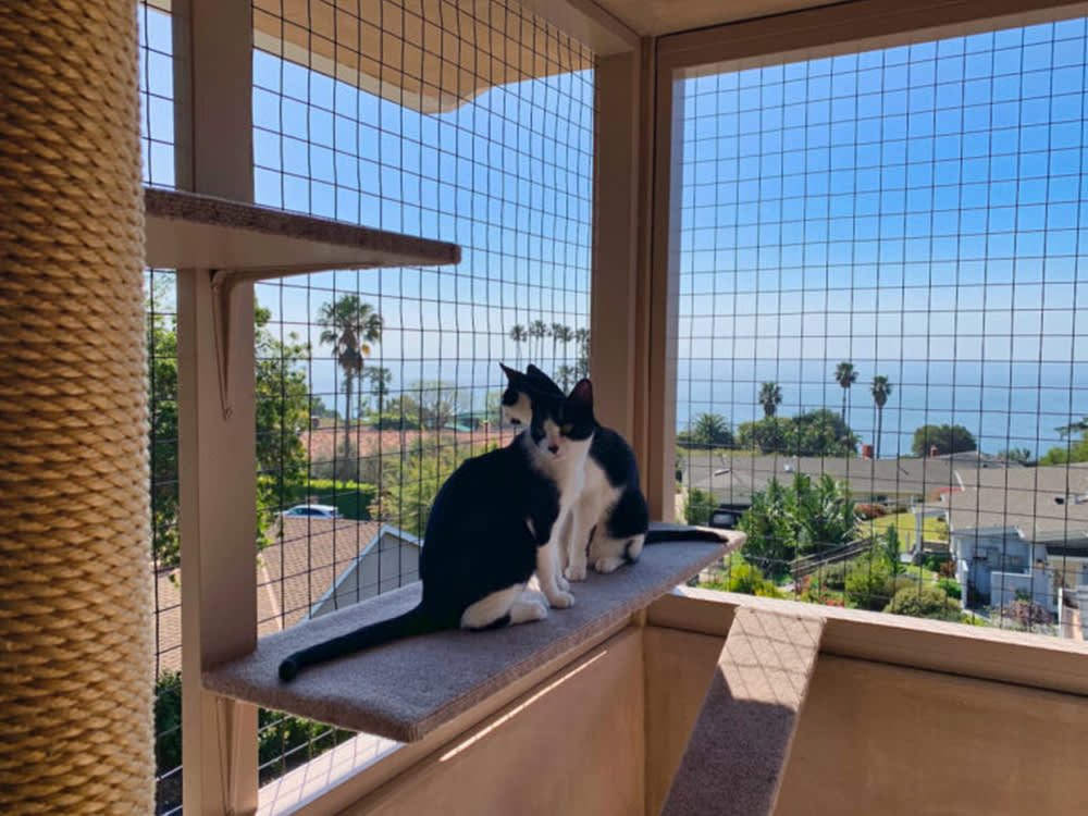 two cats sit on ledges in a catio
