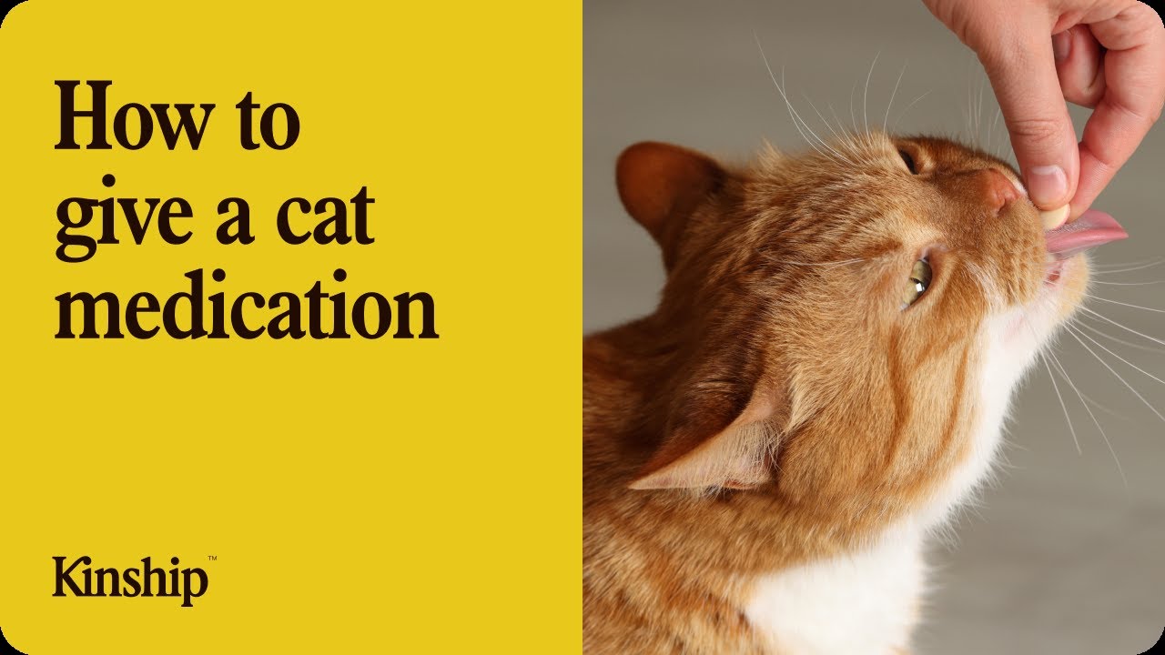 4 Easy Ways to Give Your Cat Medicine Without the Struggle