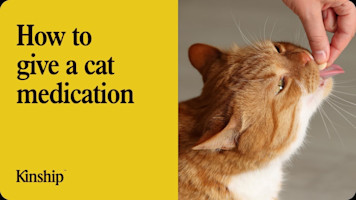 4 Easy Ways to Give Your Cat Medicine Without the Struggle