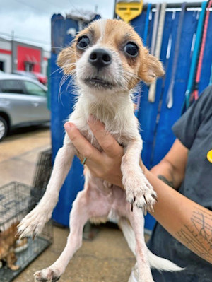 80 dogs located about an hour from New Orleans rescued by Zeus' Rescues.