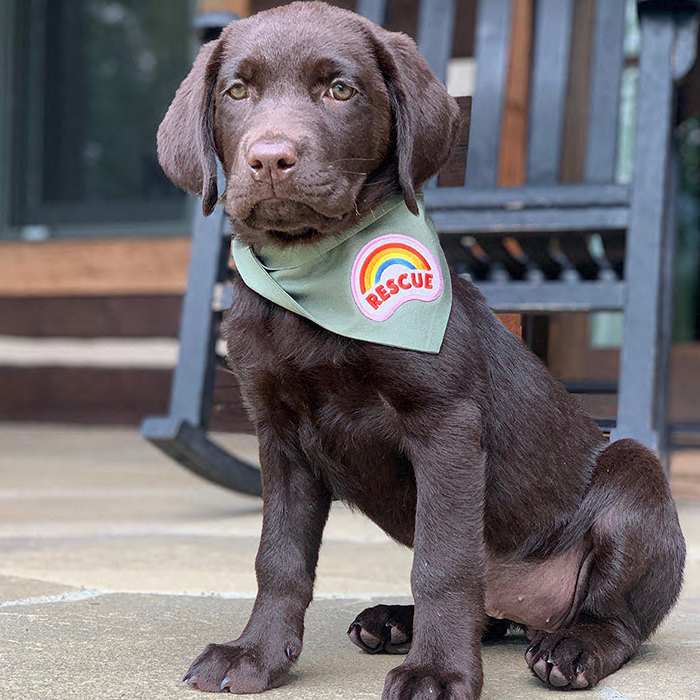 a small black dog wears a Modern Beast bandana