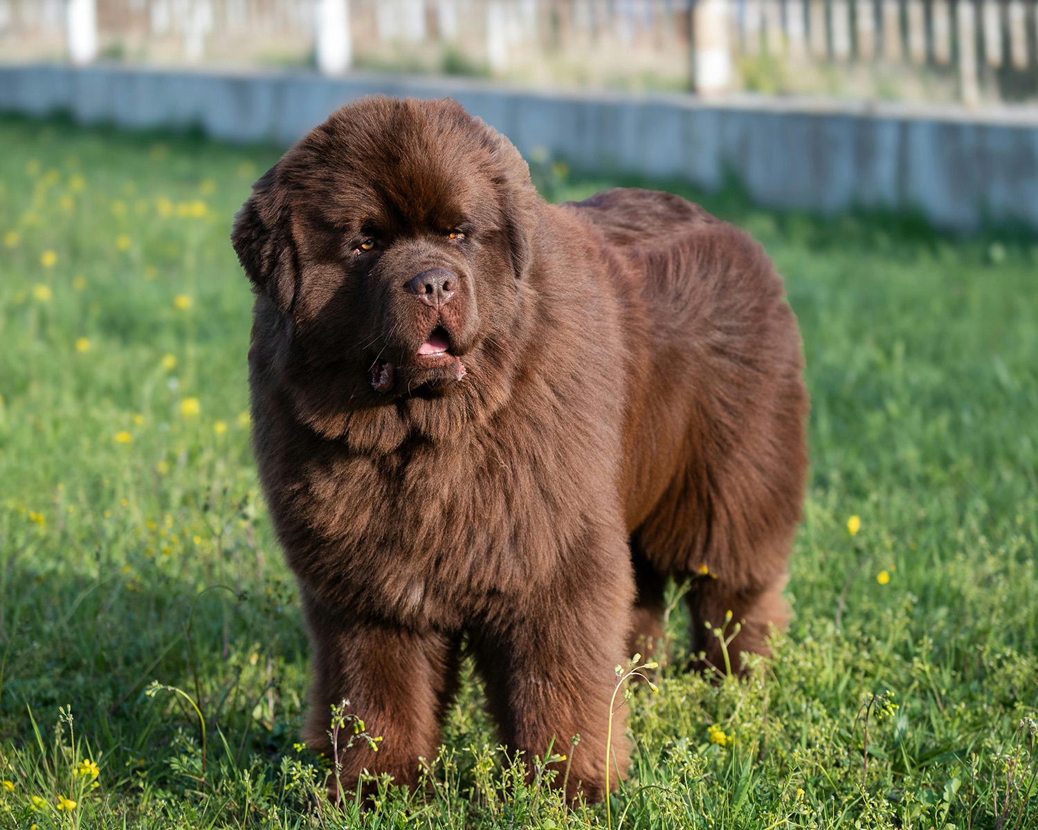 newfoundland dog breed