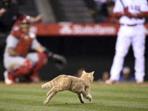 A cat running on a baseball field during a game at Angel Stadium. 