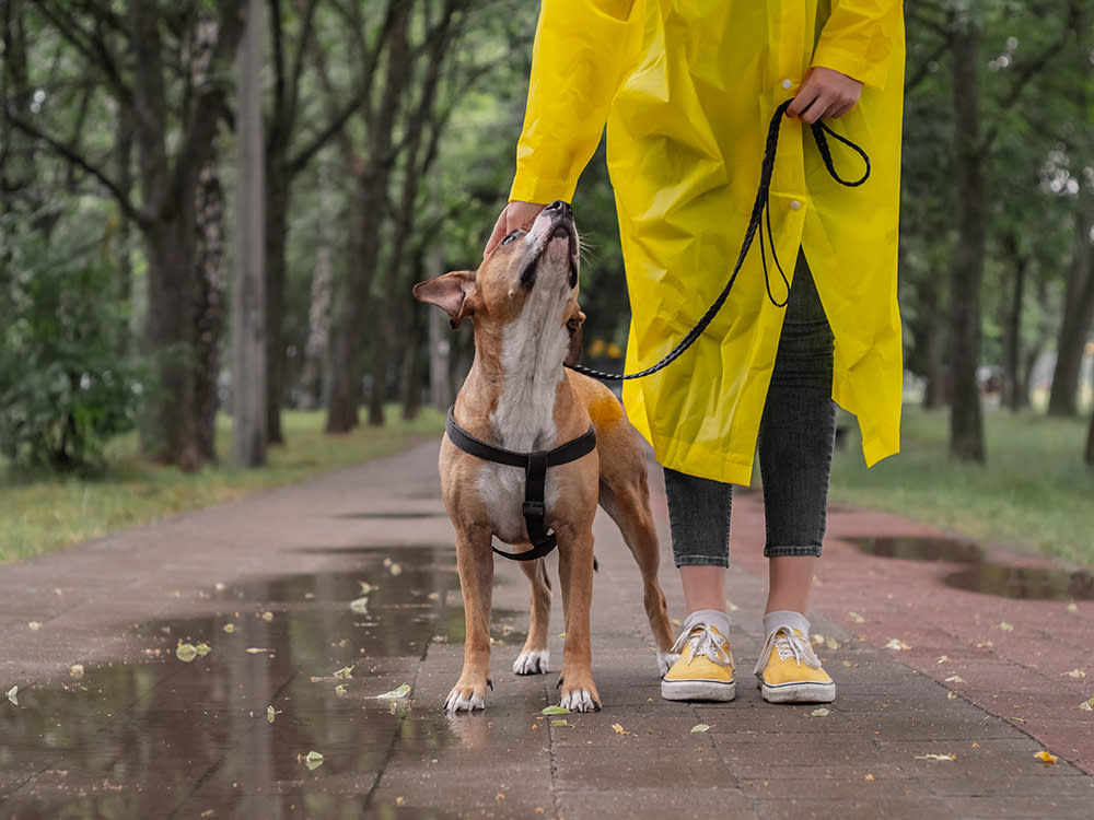 Pet parent walking Staffordshire terrier dog on a leash in urban park in the rain