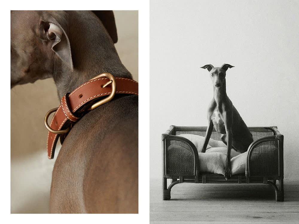 a dog with a Zara collar; a dog on a Zara dog bed