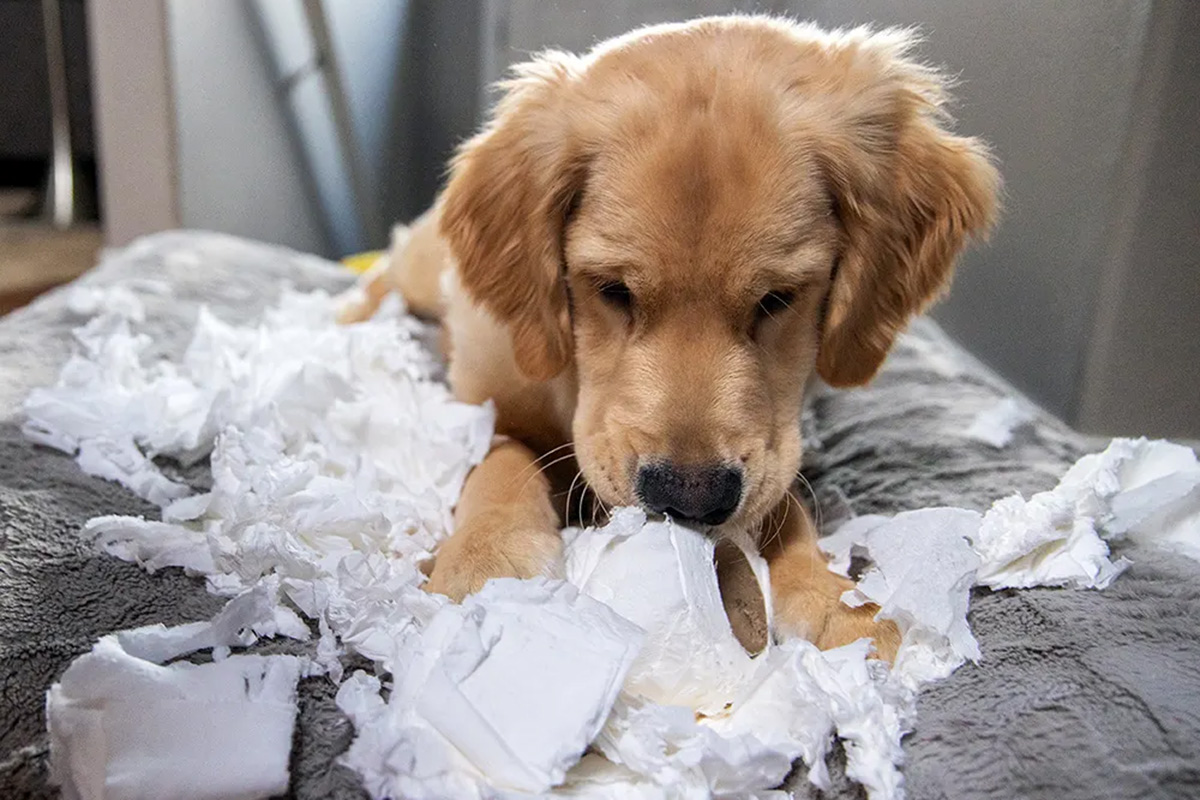 Dog destroying couch