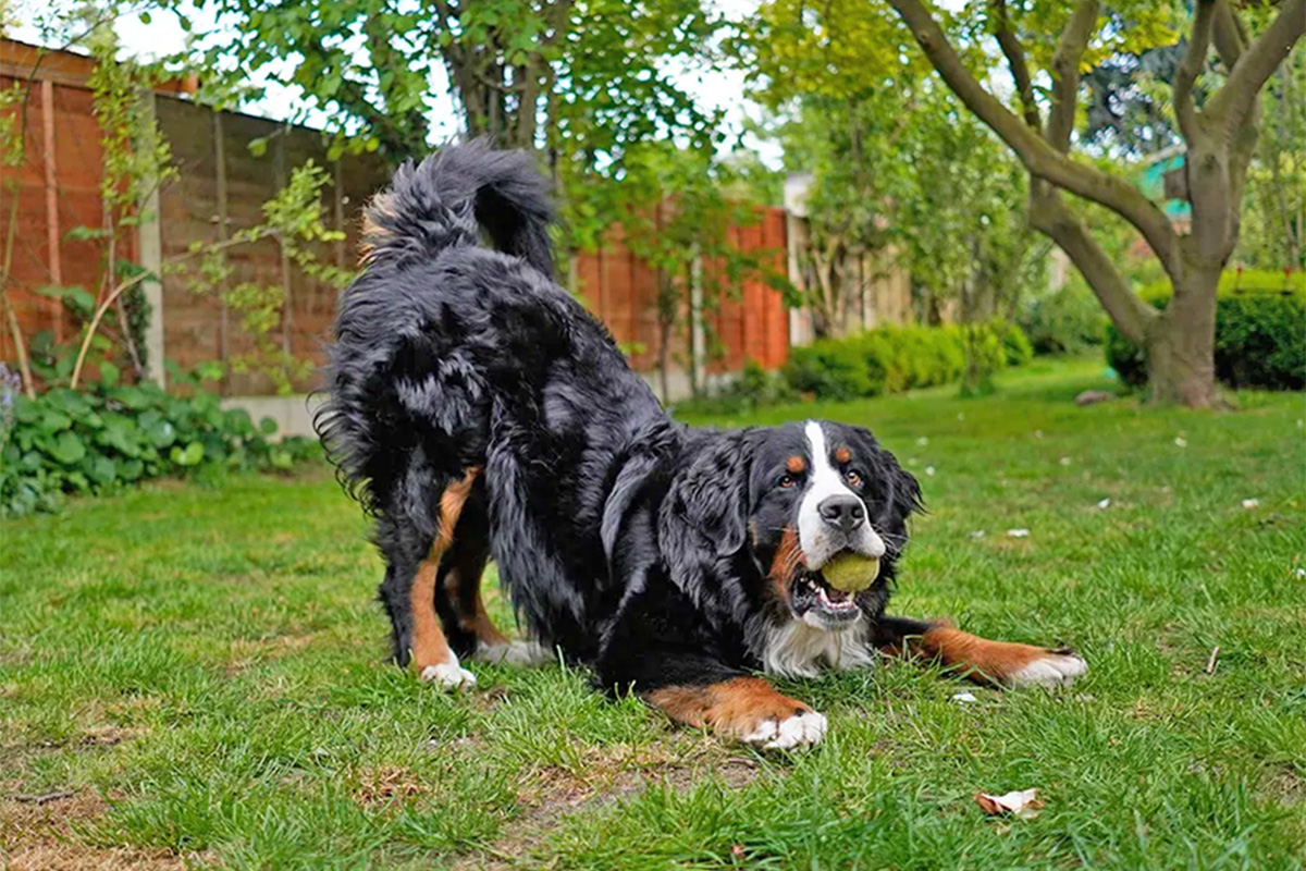 dog doing a play bow