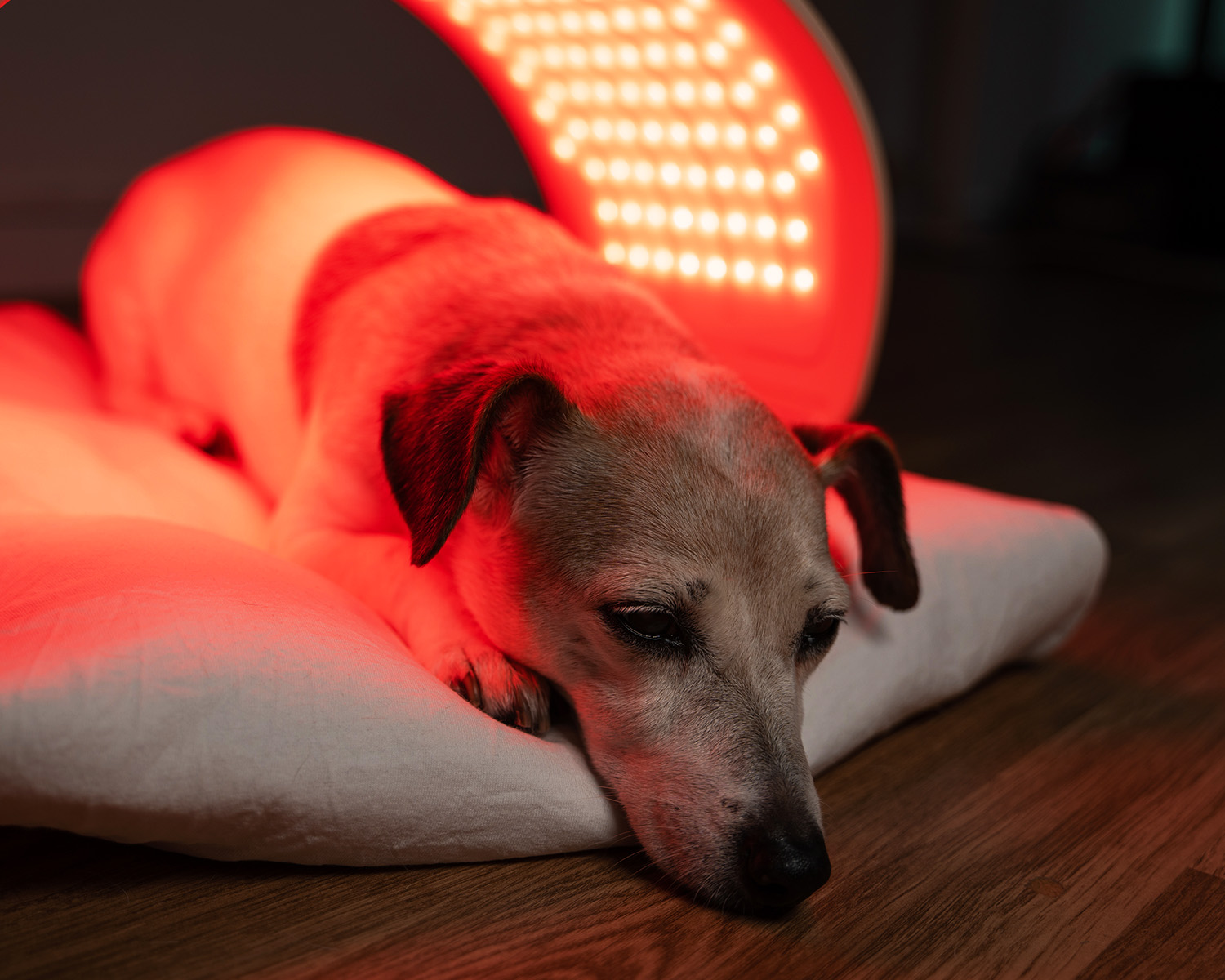 Dog in a red light therapy device
