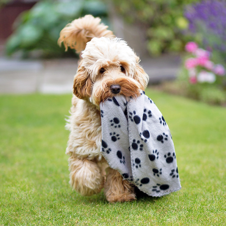 Cute puppy carrying around a blanket in its mouth outside.