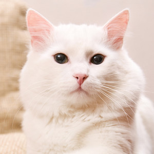 turkish angora cat