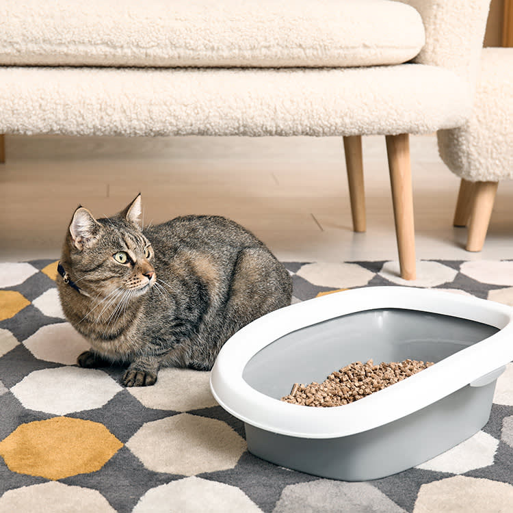 Cat sitting on the floor outside of litter box.