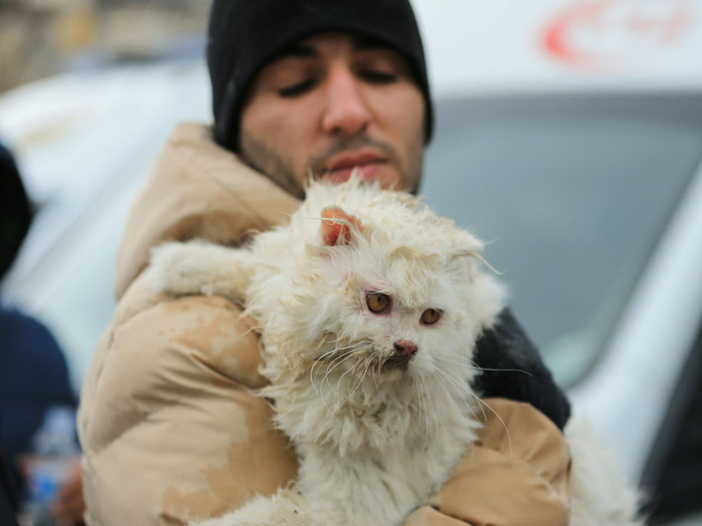 How to Help Dogs and Cats Affected by the Earthquake in Turkey and Syria ·  The Wildest