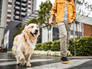 Young handsome dog owner in a city walk with his golden retriever dog. 