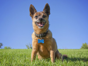 cute small terrier sitting in grass