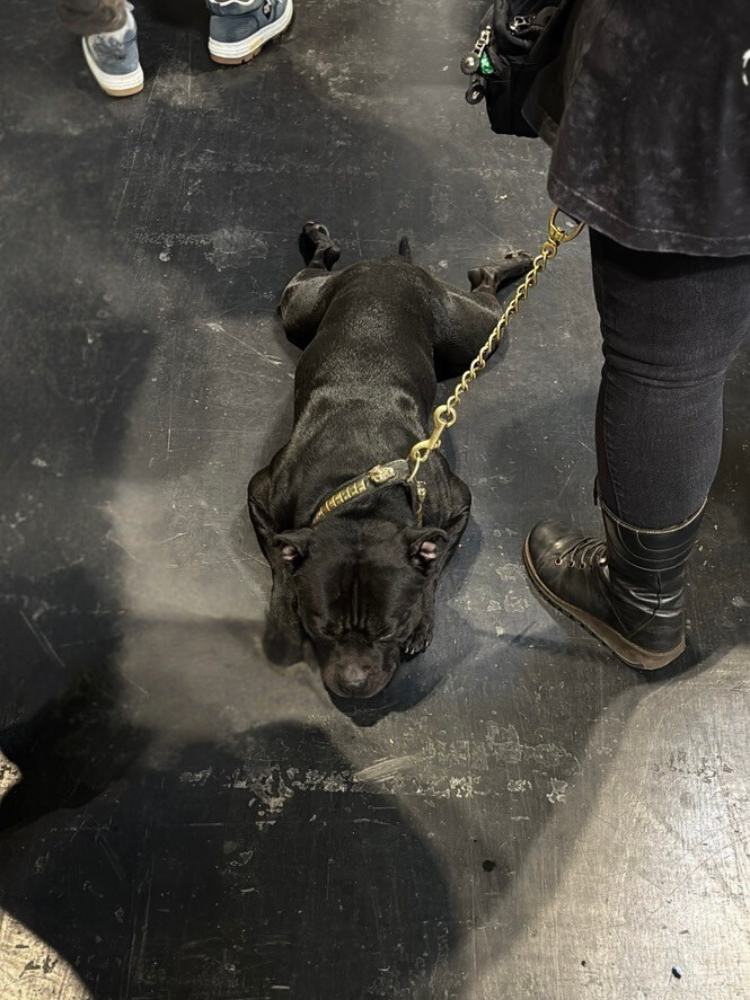 a black dog lies down on the floor with their legs out behind them