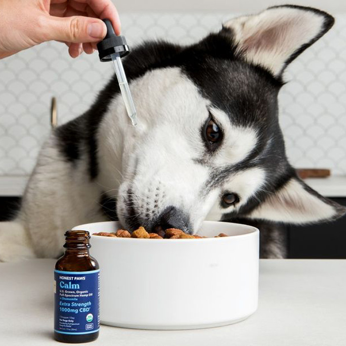 a dog eating Honest Paws