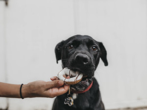 3 Best & Healthiest Peanut Butters For Dogs (50+ Tested) - Dog Lab