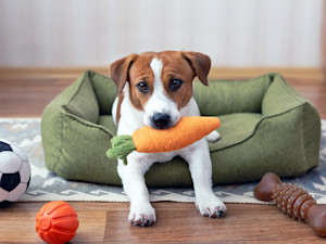 Cute dog playing with toys at home.