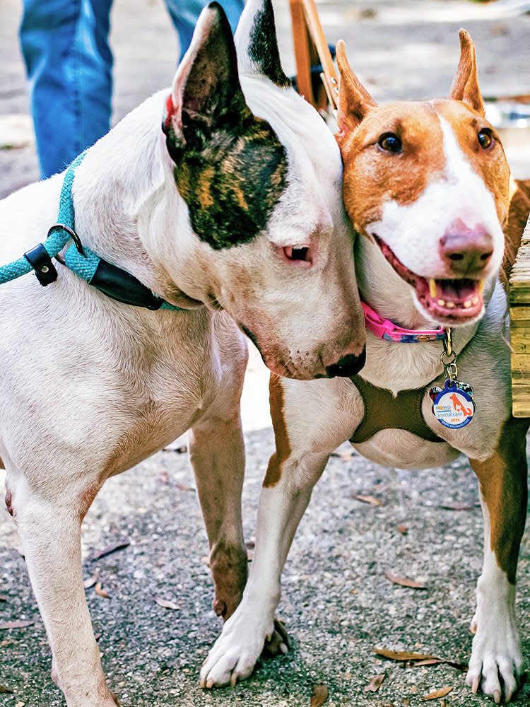 Trooper Hurricane Milton dog with Dallas, another Bull Terrier