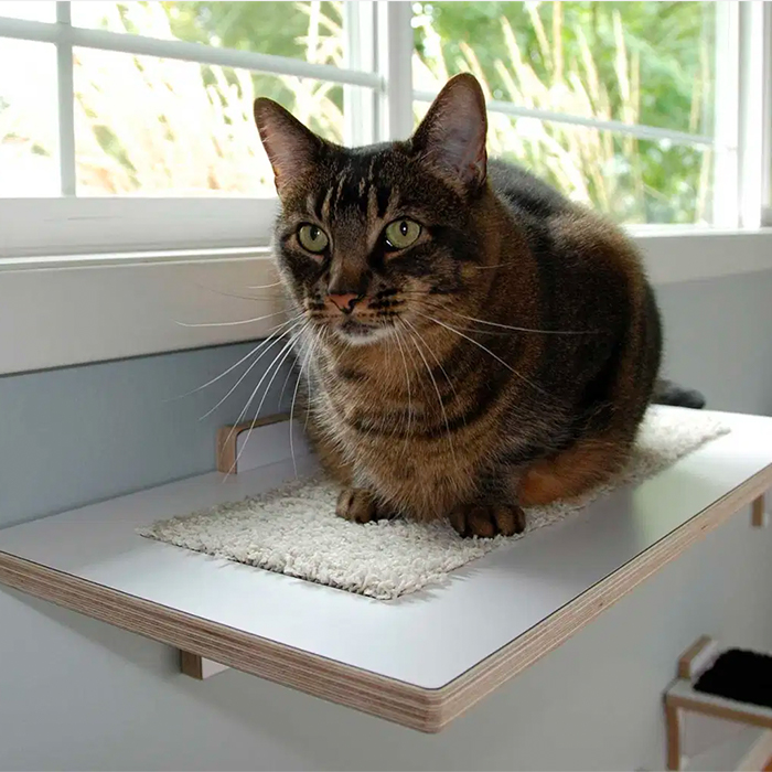 Martha stewart shop cat window perch